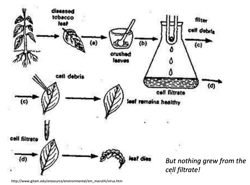 <ul><li><p>Ivanovski &amp; Beijerinck (1950s) identified <strong>“filterable infectious agents” </strong>that caused tobacco mosaic disease, now known as <strong>Tobacco Mosaic Virus (TMV)</strong></p></li><li><p><em>How they discovered</em></p><ul><li><p>Crushed the diseased tobacco leaf</p></li><li><p>Filtered it through a 0.22 um filter</p></li><li><p>Had 2 setups</p><ul><li><p>Inoculated leaf w/ <strong>cell debris = leaf remained healthy</strong></p></li><li><p>Inoculated w/<strong> filtrate</strong> (whtvr that passed thru the filter) = <strong>leaf died</strong> <em>but when cultured, <u>nothing grew from filtrate bc viruses need host to live</u></em></p></li></ul></li></ul></li></ul><p></p>