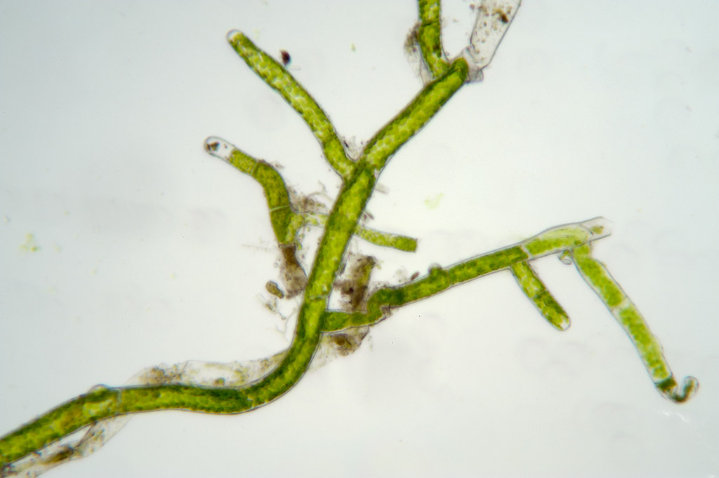 <p>a thread-like chain of cells that forms the earliest stage of development of the gametophyte in the life cycle of mosses</p>