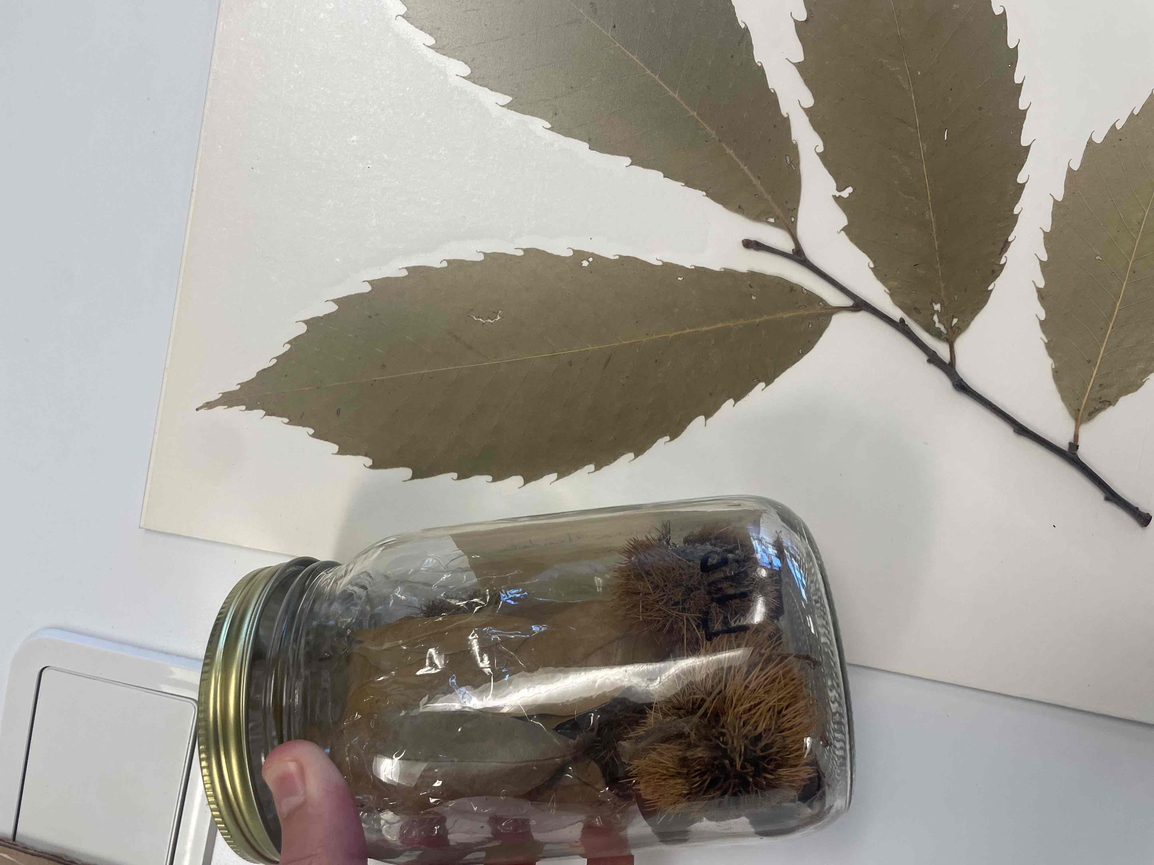 <p>Castanea dentata (Fagaceae)</p>