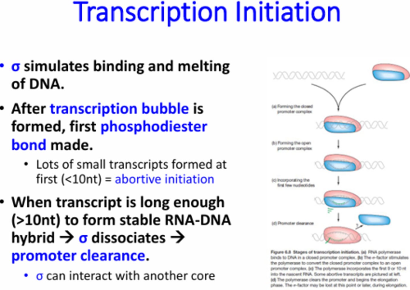 <p>The removal of the Sigma factor from the RNA pol complex. Sigma has a really strong affinity for the promoter sequence so RNA pol will not be able to continue down the DNA to transcribe without sigma dissociation.</p>