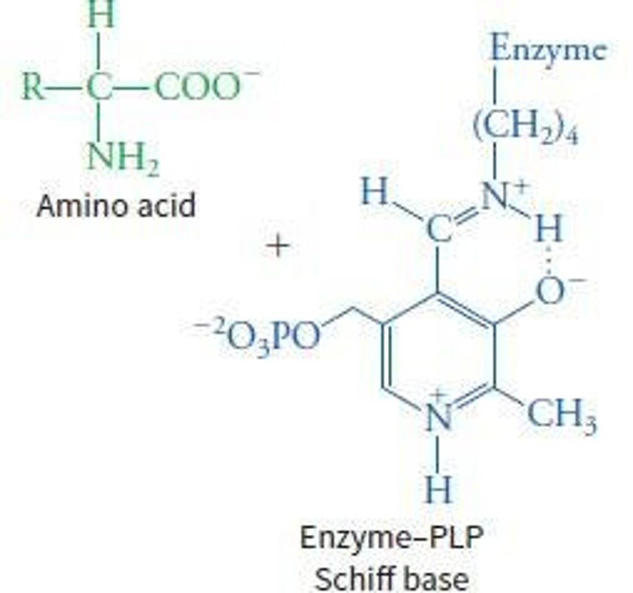 <p>PLP acts as a coenzyme that stabilizes the intermediate and forms a Schiff-base linkage with the ε-amino group of a specific lysine in the aminotransferase enzyme.</p>