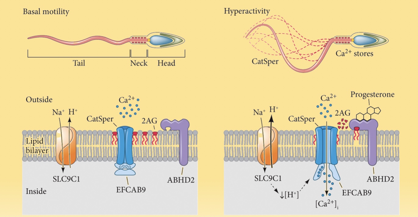 <p><strong>Capacitated sperm</strong> can sense very tiny amounts of <strong>progesterone</strong>, a hormone released by the cells around the egg (cumulus cells). This hormone causes the sperm to swim harder (hyperactivate) and turns on a special calcium channel called <strong>CatSper</strong>. The calcium ions boost the sperm’s energy by charging its mitochondria.</p><p class="">As the sperm gets closer to the egg, the high calcium levels also trigger the <strong>acrosome reaction</strong>, which helps the sperm break through the egg’s outer layers.</p>