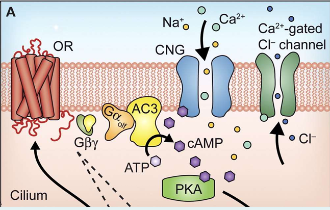 <ol><li><p>chemoreceptors are GPCRs</p></li><li><p>activation of this causes an increase in cAMP through a small G protein - G<sub>αolf</sub> which is related to G<sub>αs</sub></p></li><li><p>the increase in the cAMP causes the activation of a cation channel, a cyclic-nucleotide gated (CNG)</p></li><li><p>Channel opening allows Na+ &amp; Ca2+ influx causing a <span style="color: red"><strong>depolarisation </strong></span>- the receptor potential </p></li></ol><p></p>