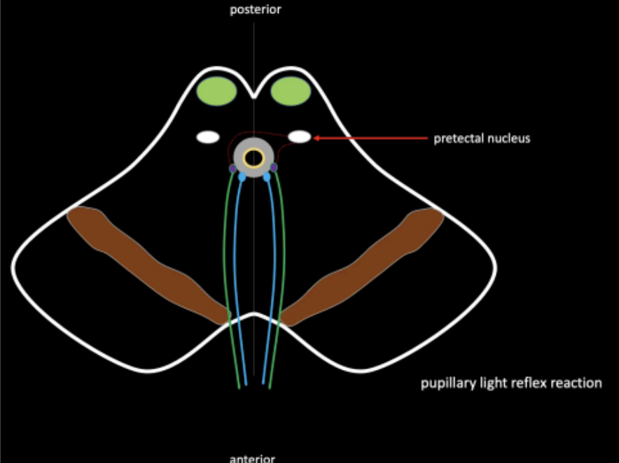 <p>Pretectal Nucleus</p>