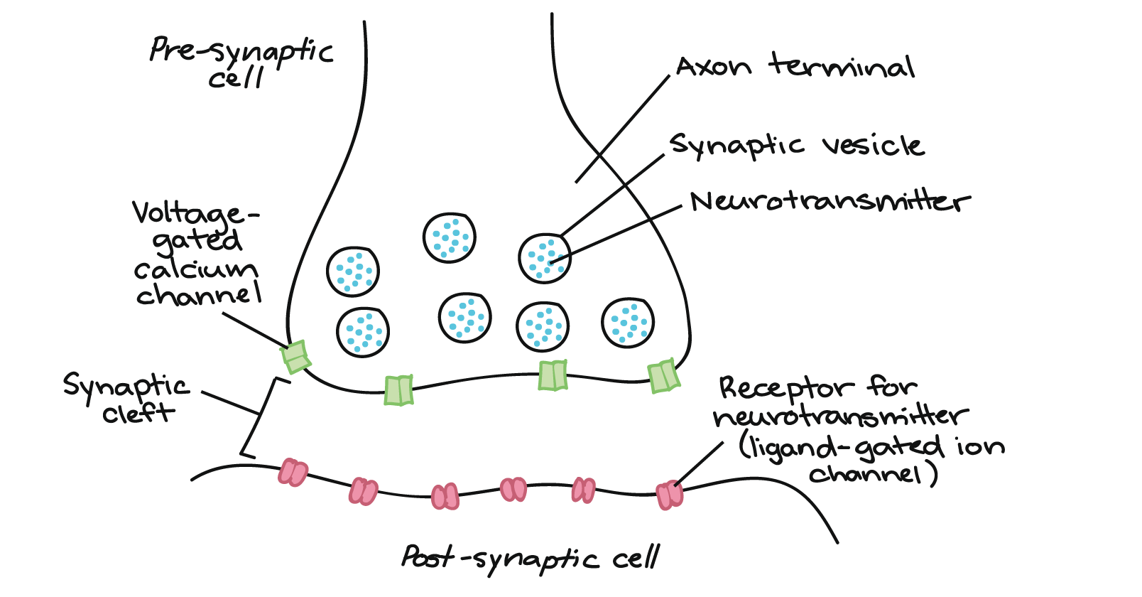 <p>The space between 2 neurons</p>