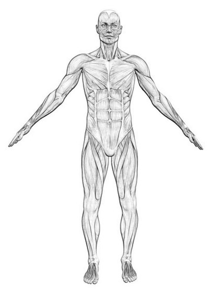 <p>Amount of fat mass compared to fat free mass, bone, and organs</p>