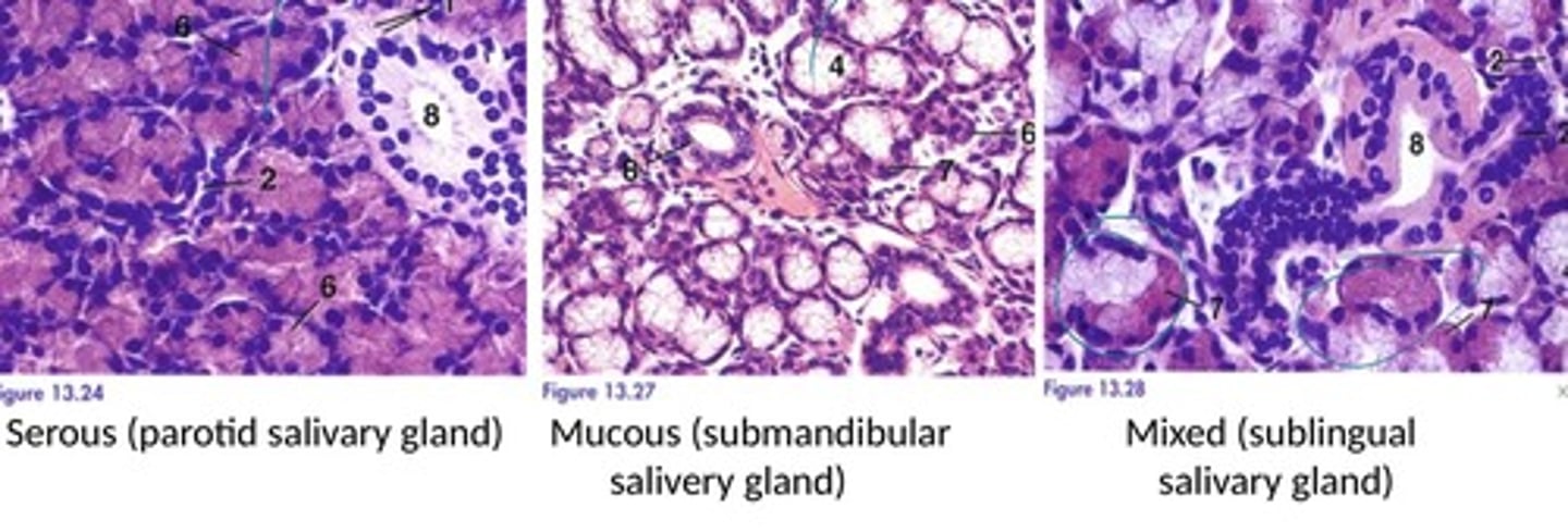 <p>- Serous glands tend to appear very basophilic (purple) while mucous glands tend to appear "white and foamy".</p>