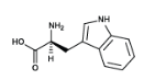 <p>Tryptophan</p>