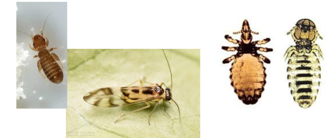 <p>Name the order</p>