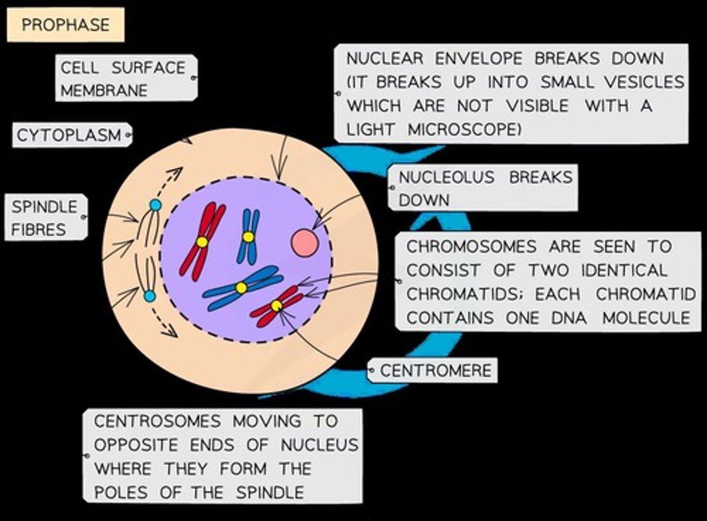 <p>Chromosomes condense and become visible, the nuclear envelope breaks down, and spindle fibers emerge.</p>