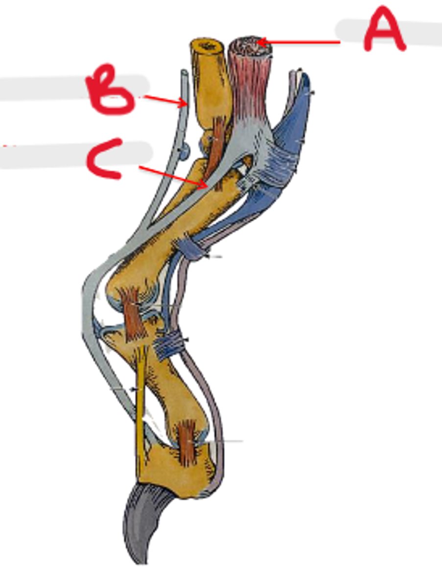 <p>What is A?</p>