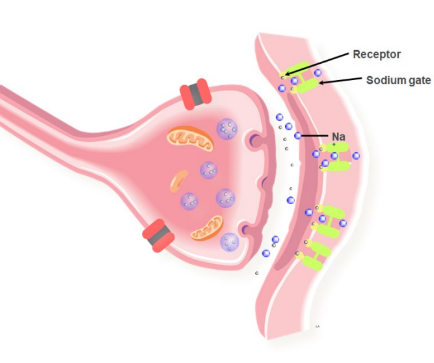 Step 4: Ion channels in the post synaptic membrane open, causing an influx of Na+. This response may or may not reach the threshold (-55mV) required to generate a new action potential and nerve impulse