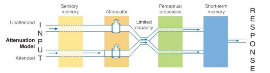 <ul><li><p>early selection theory</p></li><li><p>Information comes through the system until it meets an attenuator</p></li><li><p>Information is attenuated (weakened, e.g. reducing its volume or quality<strong>) </strong>not filtered out</p></li><li><p>Information can be selected based on a semantic selection criterion (e.g. meaning of the message)</p></li></ul>