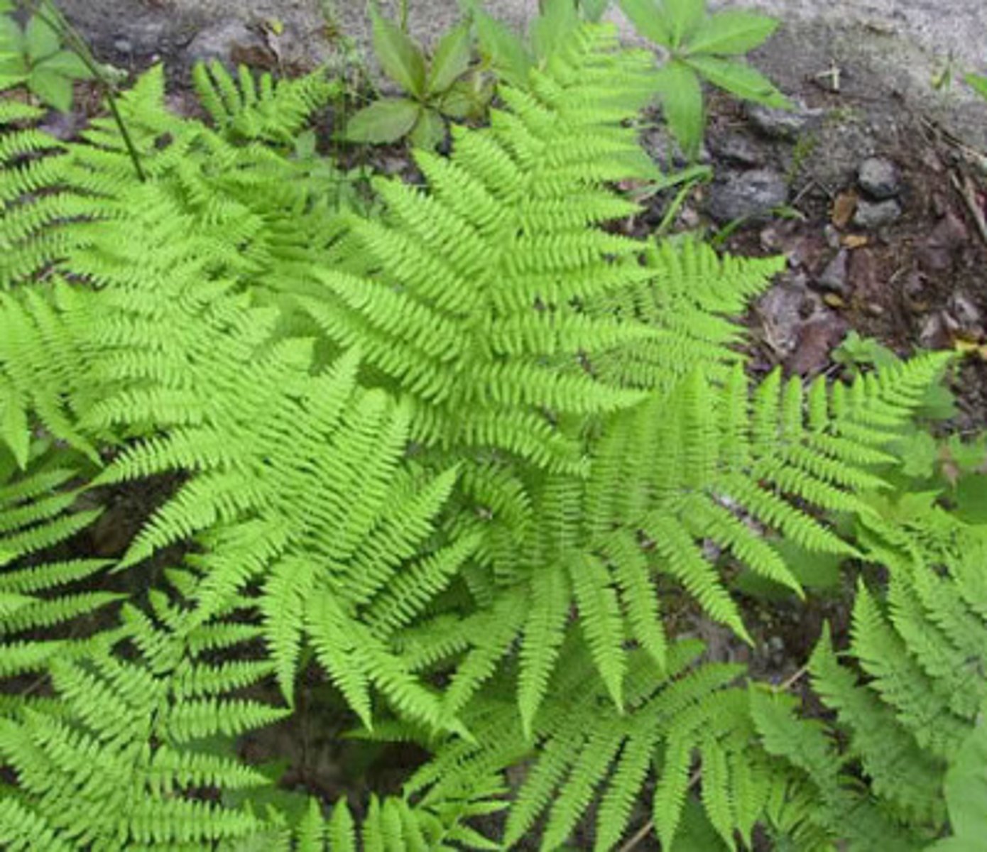 <p>Elegant Appearance</p><p>- Soft features and a diamond-shaped fronds with delicate divisions.</p><p>- Common in shady forests and riparian areas.</p><p>- Can be confused with spiny wood fern (AKA spreading wood fern), but that fern has a triangle shape.</p><p>Edibility & ID</p><p>- Can resemble bracken but lacks toxic qualities.</p><p>- Used sparingly in traditional medicine.</p>