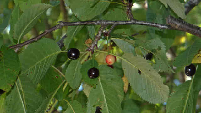 <p>Prunus avium</p>