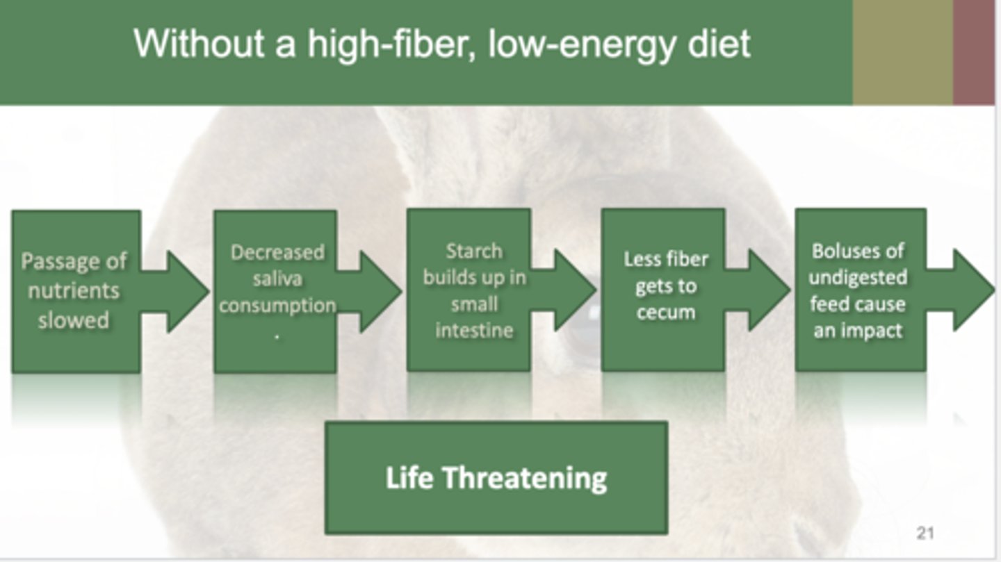 <p>passage of nutrients slowed to decreased saliva production to starch buildup in small intestine to less fiber in the cecum to boluses of undigested feed causing an impaction</p>