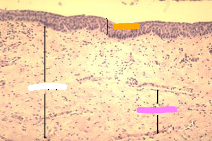 <p>Identify the structure:</p><p>Specie:</p><p>Orange:</p><p>White:</p><p>Pink:</p>