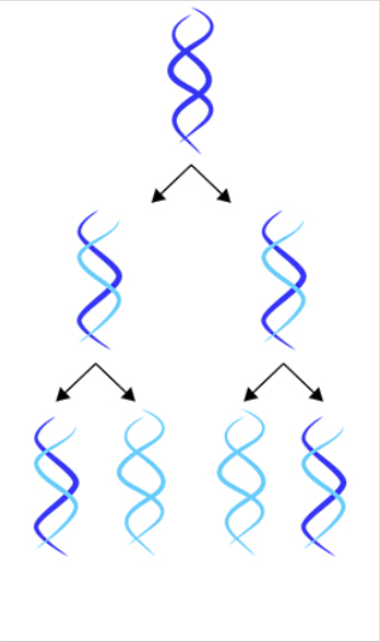 <p>template hypothesis; DNA is copied to create two new DNA strands, each containing one old strand and one new strand</p>