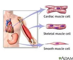 <p>excitable, responding to stimulation and contracting / lengthening to provide movement</p><ul><li><p>skeletal, smooth, cardiac</p></li></ul><p></p>