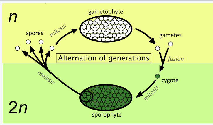 <p>process of reproduction in ‘alternate generation’ planst</p>