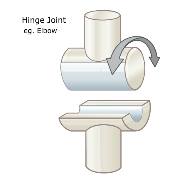 <p>Allows motions in one plane about a single axis of rotation. (Humeroulnar joint)</p>