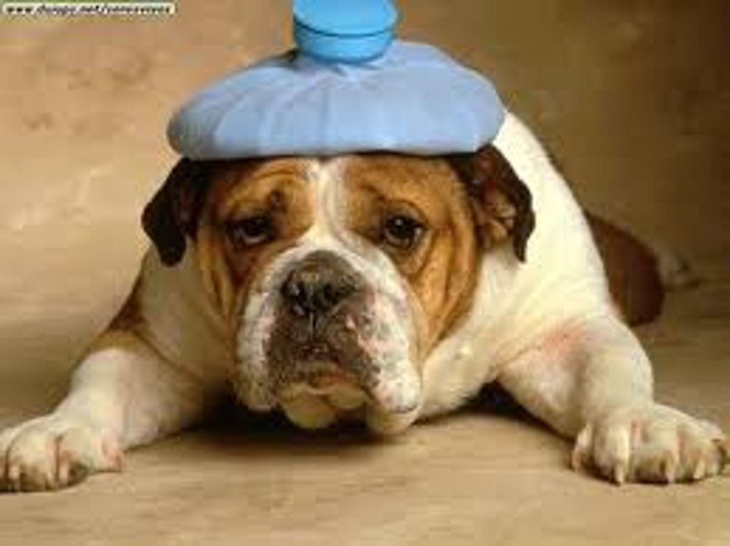 <p>(head)ache</p>