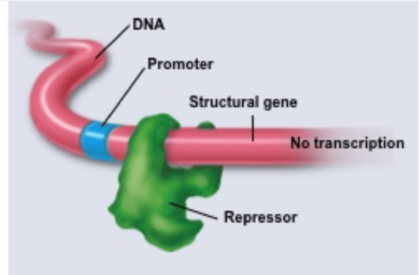 <p>repressor shuts down transcription</p>