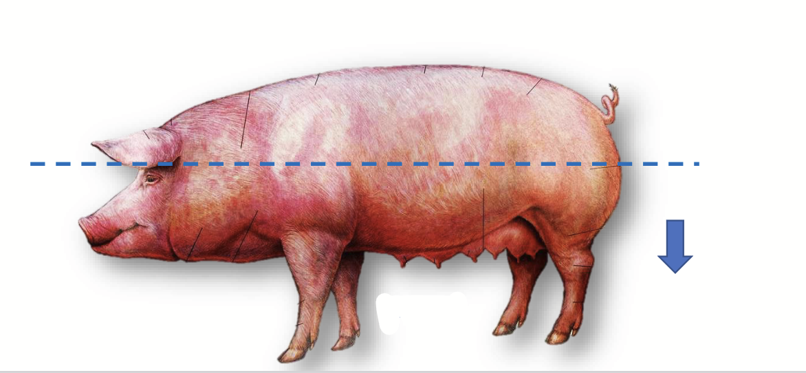 <p><strong>Away from the vertebral column; towards the belly.</strong></p>