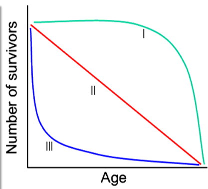 <p>What organism is an example of type 2 survival ship curve?</p>