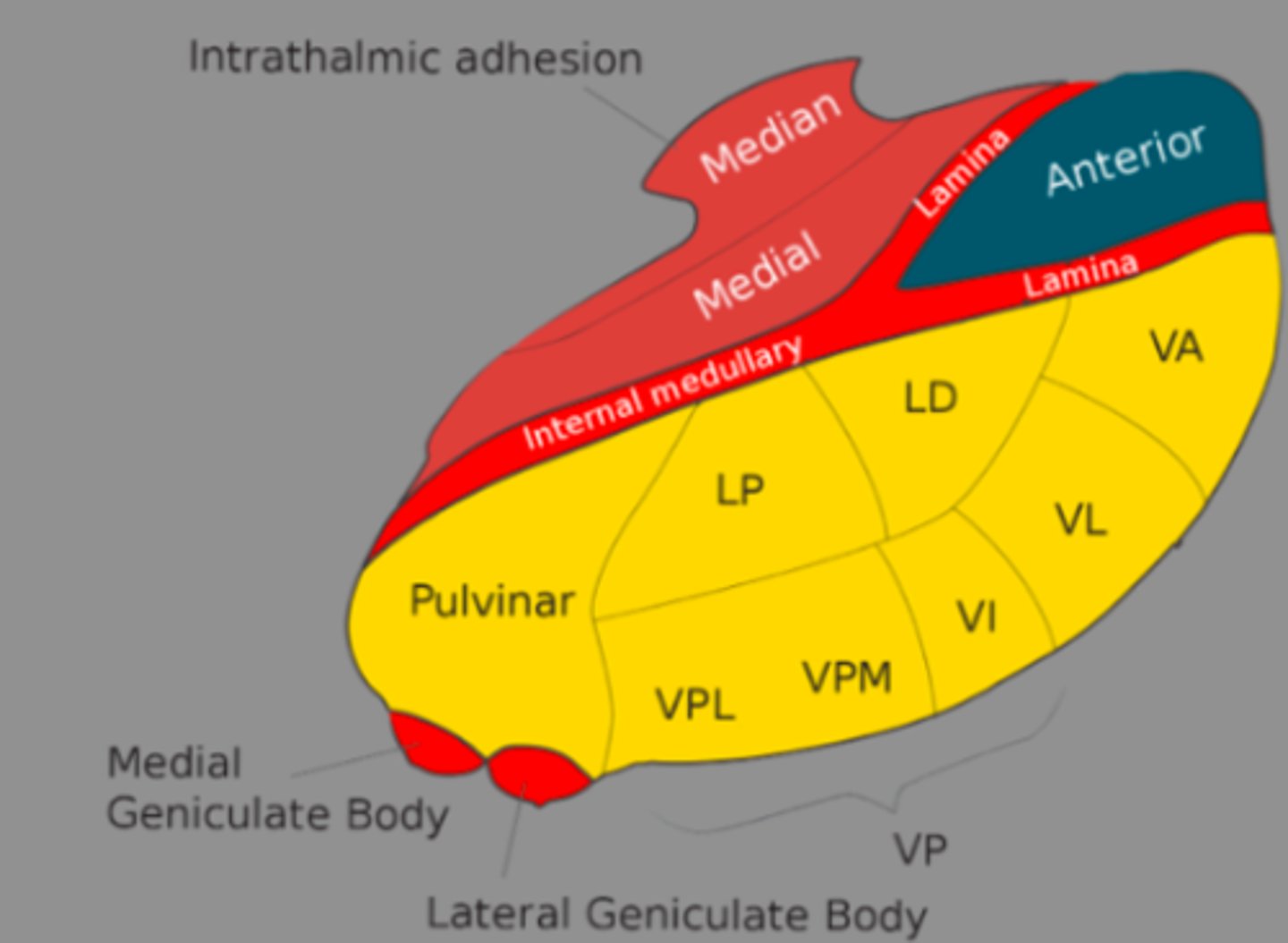 <p>found in the lateral division of the thalamus and are involved in motor control circuits that include the cerebellum and basal ganglia</p>