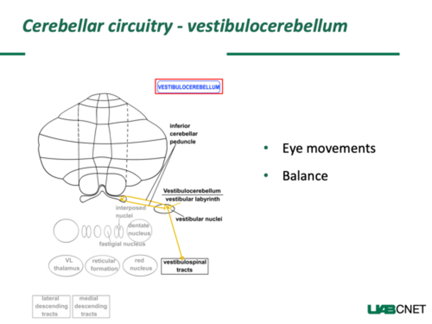 <p>Input from the vestibular nuclei and nerve</p><p>Output to the vestibular nuclei, giving rise to the vestibulospinal tract and to the reticular nuclei, giving rise to the reticulospinal tract</p>