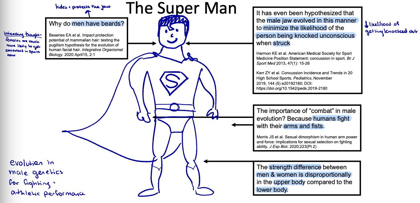 <ul><li><p><strong>Evolution in male genetics for fighting and athletic performance</strong></p></li><li><p>Beard: hides and protects the jaw → keeps you from getting knocked out</p><ul><li><p>Females are more likely to get concussed in sports</p></li></ul></li><li><p>Jaw: <span style="background-color: transparent;"><span>evolved to ↓ likelihood of getting knocked out</span></span></p></li><li><p><span style="background-color: transparent;"><span>Humans use hands and fists for fighting</span></span></p></li><li><p><span style="background-color: transparent;"><span>Strength difference between men/women is disproportionate in upper vs. lower body</span></span></p></li></ul><p></p>