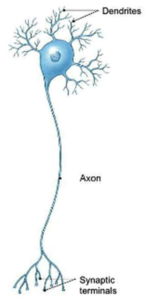 <p>A nerve cell that has many dendrites and a single axon</p><p>-Most common type of neuron</p>