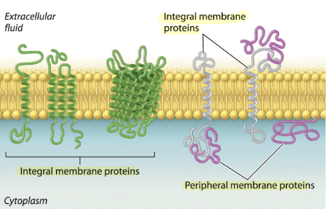 these are all integral membrane proteins 

span across the whole membrane 