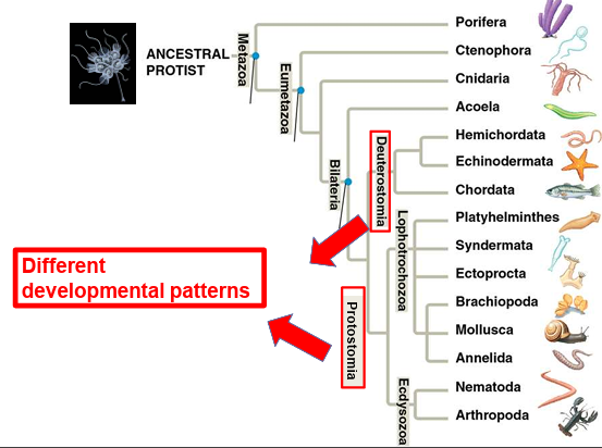 <p><strong>Protostomia</strong> and <strong>Deuterostomia</strong>.</p>