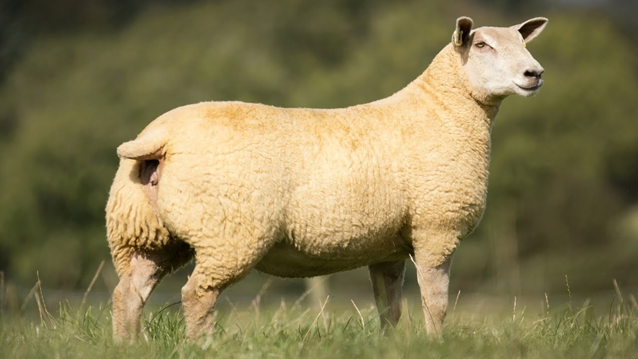 <p>France; same with Charolais cattle</p>