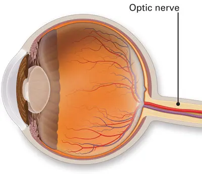 <ul><li><p>Carries neural impulses from the eye to the brain (occipital lobe)</p></li></ul>