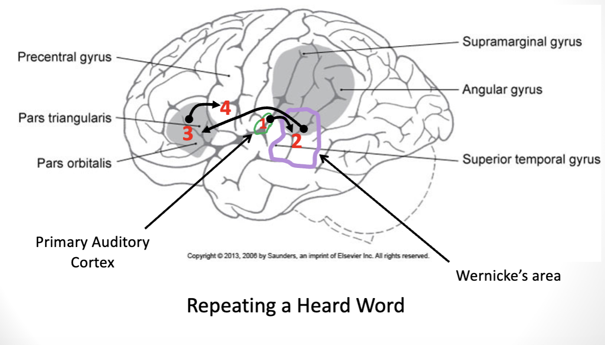 <p><strong><u>***where are expressive and receptive language functions localized in the cortex?</u></strong></p><ul><li><p><strong><u>***know the cortical structures (including hemisphere) involved in the processing of language comprehension and expression</u></strong></p></li></ul><p>repeating a heard word</p>