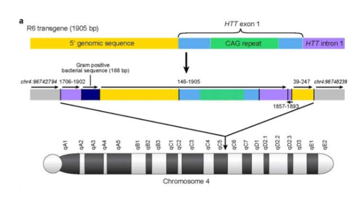 <ul><li><p>first and most understood model of Huntingtons</p></li><li><p>take exon-1 CAG repeats from human and insert into chromosome 4 of mice to cause huntingtons</p></li><li><p>causes smaller straital volume and decline in motor function when compared to wildtype mice </p></li></ul><p></p>