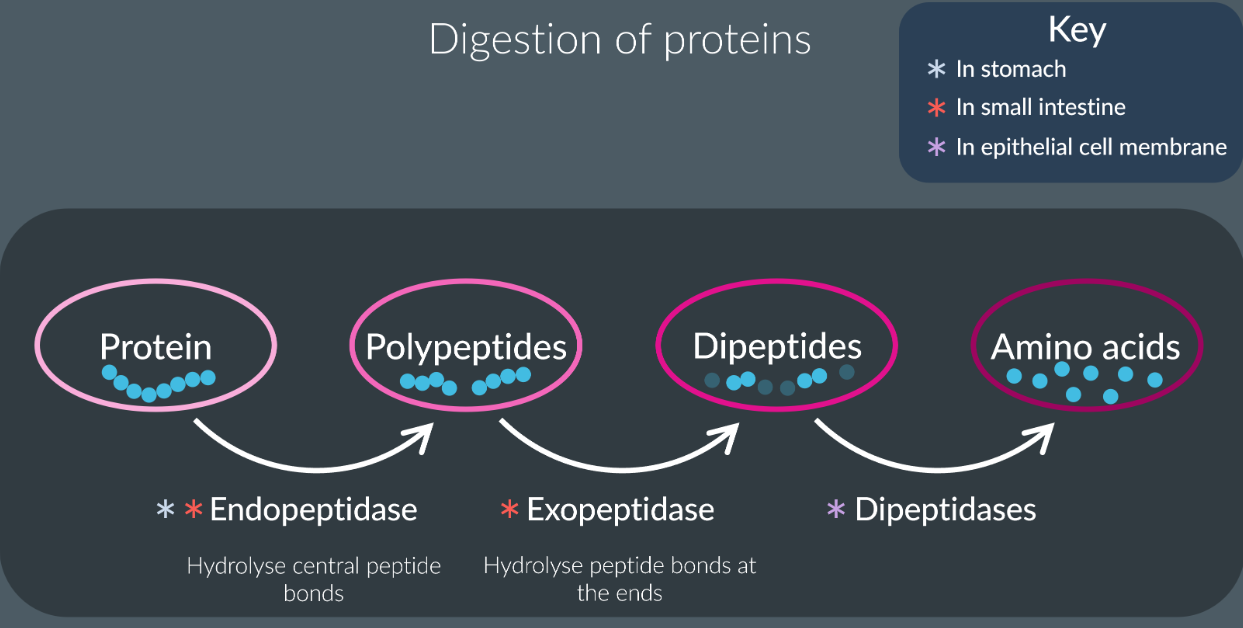 <ul><li><p>They found in stomach and small intestine.</p></li><li><p>Endopeptidase hydrolyse the peptide bonds in the central region to form polypeptides.</p></li><li><p>Exopeptidases hydrolyse the peptide bonds at the end to form dipeptides and amino acids.</p></li><li><p>Dipeptidases are membrane bound found in epithelial cells hydrolyse the peptide bonds between the dipeptides to form amino acids.</p></li></ul><p></p>