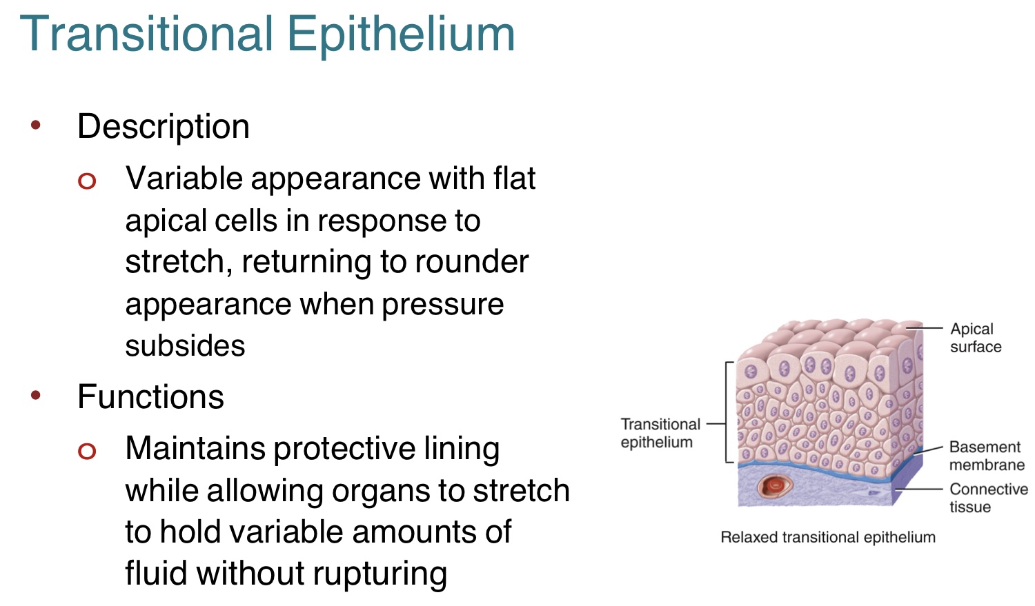 <p>The <strong>transitional epithelium </strong>has a variable appearance w/ flat apical cells in response to stretch, and returns to rounder appearance when pressure subsides. <br>-maintains protective lining while allowing organs to stretch and hold variable amounts of fluid w/o rupturing <br>-can be found in the urinary bladder</p>