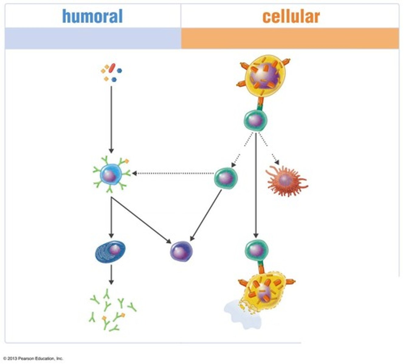 <p>Defenses that target a specific pathogen</p>