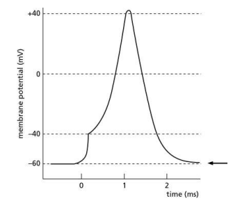 <p>Figure Q12-54 illustrates changes in membrane potential during the formation of an action potential. What membrane characteristic or measurement used to study action potentials is indicated by the arrow?</p><p>(a) effect of a depolarizing stimulus </p><p>(b) resting membrane potential </p><p>(c) threshold potential </p><p>(d) action potential</p>