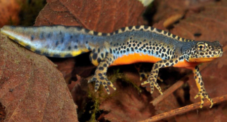 <p><span><span>ganze CH, selten Tessin</span></span></p>