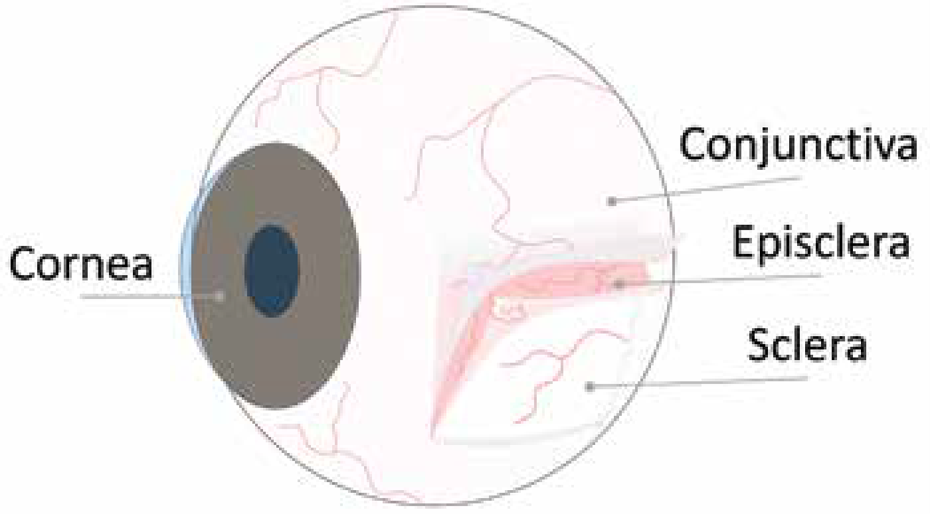 <p>loose CT with a capillary network that surrounds the cornea</p>