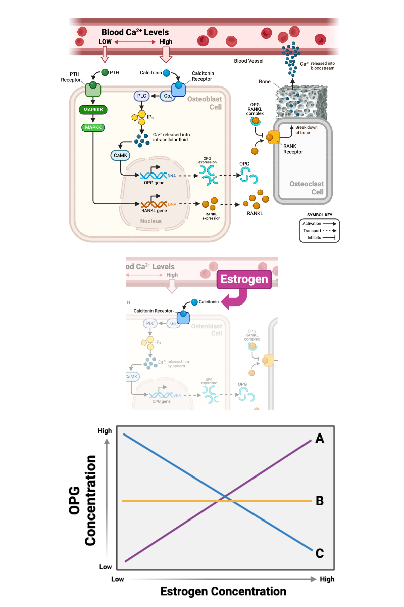 <p>The graph shows three potential relationships between the concentration of estrogen and the concentration of OPG.&nbsp;</p><p>Which line accurately describes the expected relationship?&nbsp;&nbsp;</p><ul><li><p><span>a. Line A</span></p></li><li><p><span>b. Line B</span></p></li><li><p><span>c. Line C</span></p></li></ul><p></p>