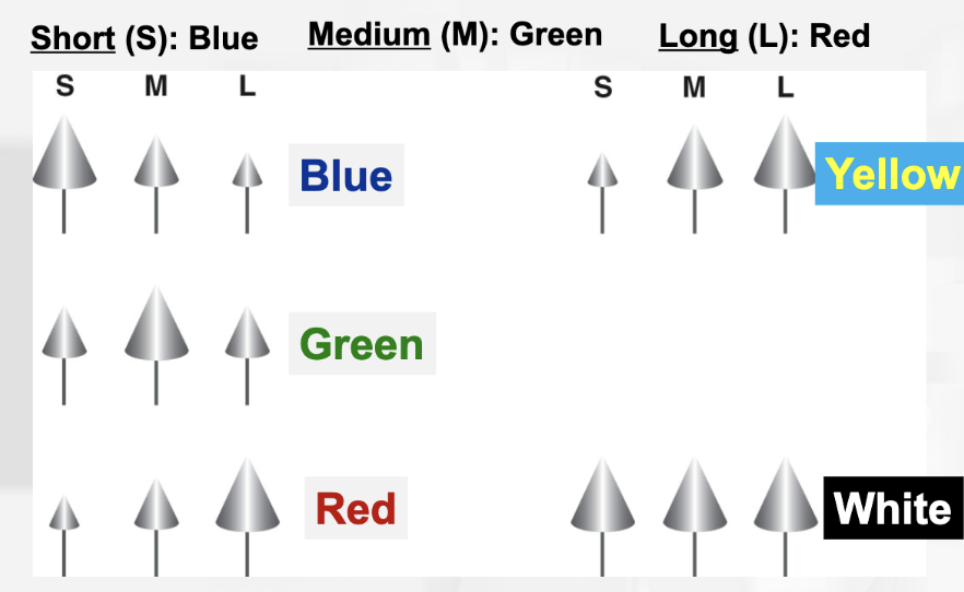 <ul><li><p>each type of cone cell has a different opsin</p></li><li><p>patterns of firing of the 3 types of cones to diff colors. Size of cone symbolizes size of receptor response</p><ul><li><p>blue: short cone has a larger response</p></li><li><p>green: medium cone has a larger response</p></li><li><p>red: large cone has a larger response</p></li><li><p>yellow: medium and large cone has a larger response</p></li><li><p>white: all cone sizes have a large response</p></li></ul></li></ul><p></p>