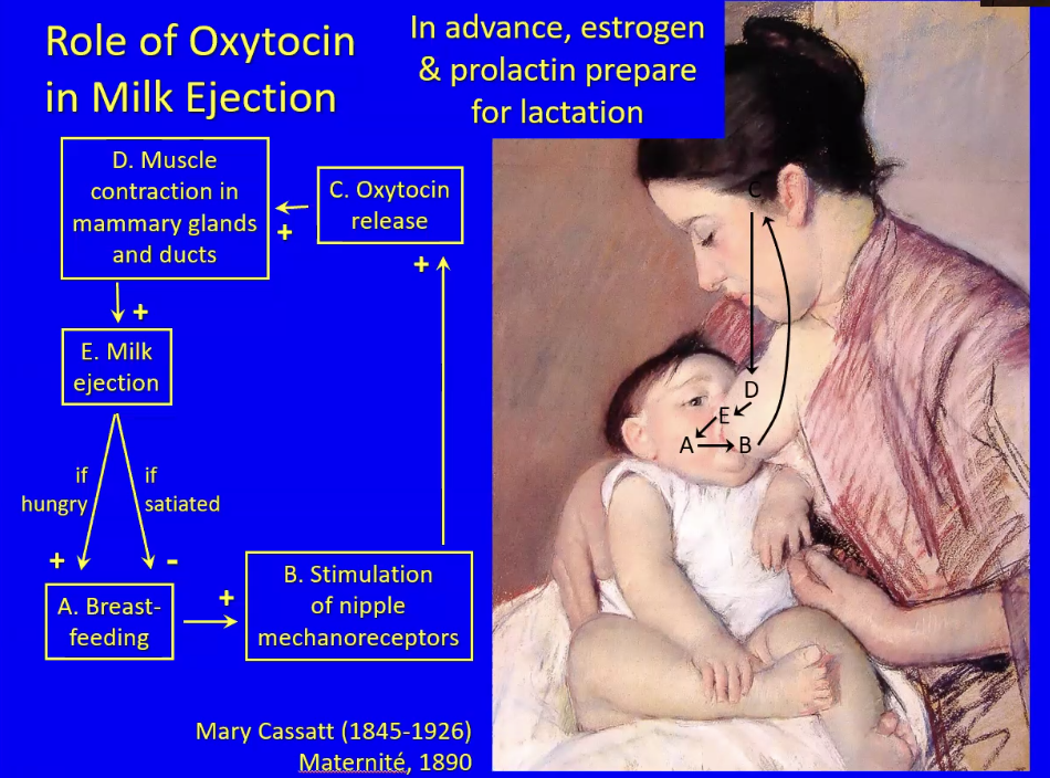 The Negative Feedback Loop of Oxytocin