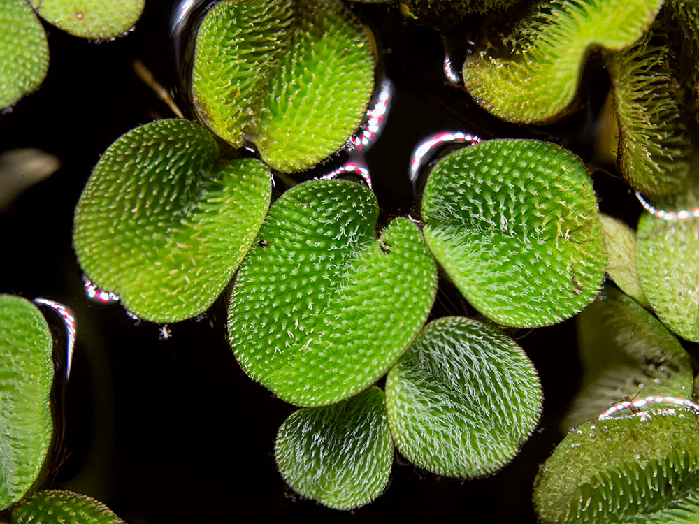 <ul><li><p>non-native, OBL</p></li><li><p>free floating fern</p></li><li><p>paired, oval leaves with stiff hairs on leaf tops</p></li><li><p>leaves look like underwater roots</p></li></ul>