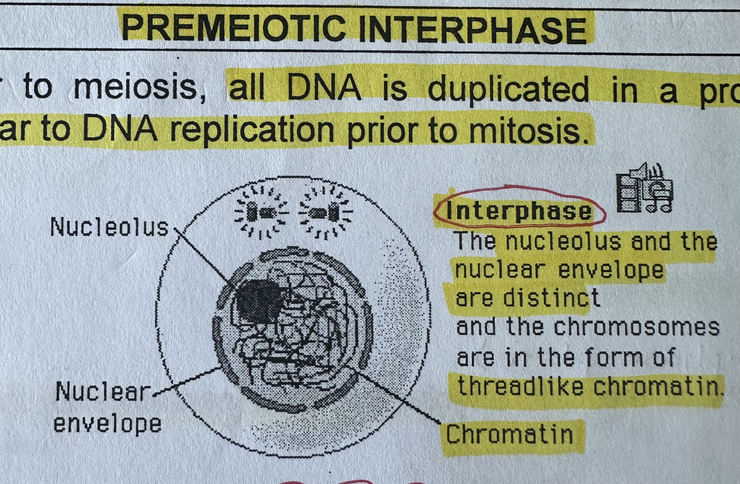 <p>Prior to meiosis, all DNA replicated similar to S phase of interphase prior to mitosis.</p><p>Chromatin, nuclear membrane, nucleolus present.</p>